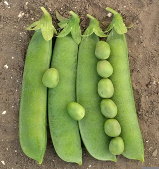 Snowpeas (3-pack)