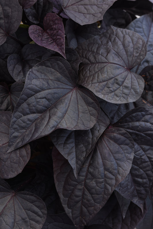 Ipomoea Sidekick Black Heart (5" pot)