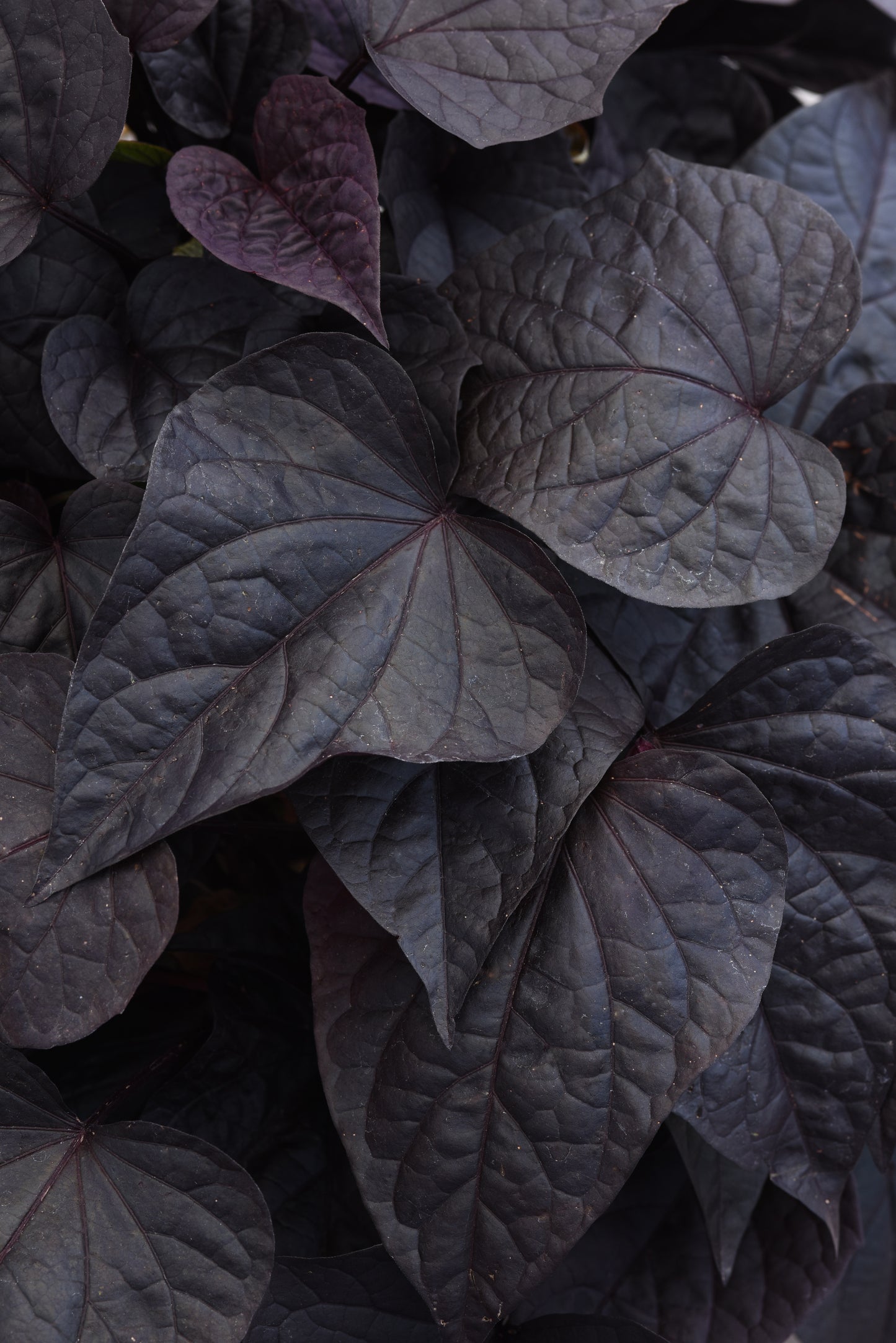Ipomoea SolarPower™ Black Heart (5" orange pot)