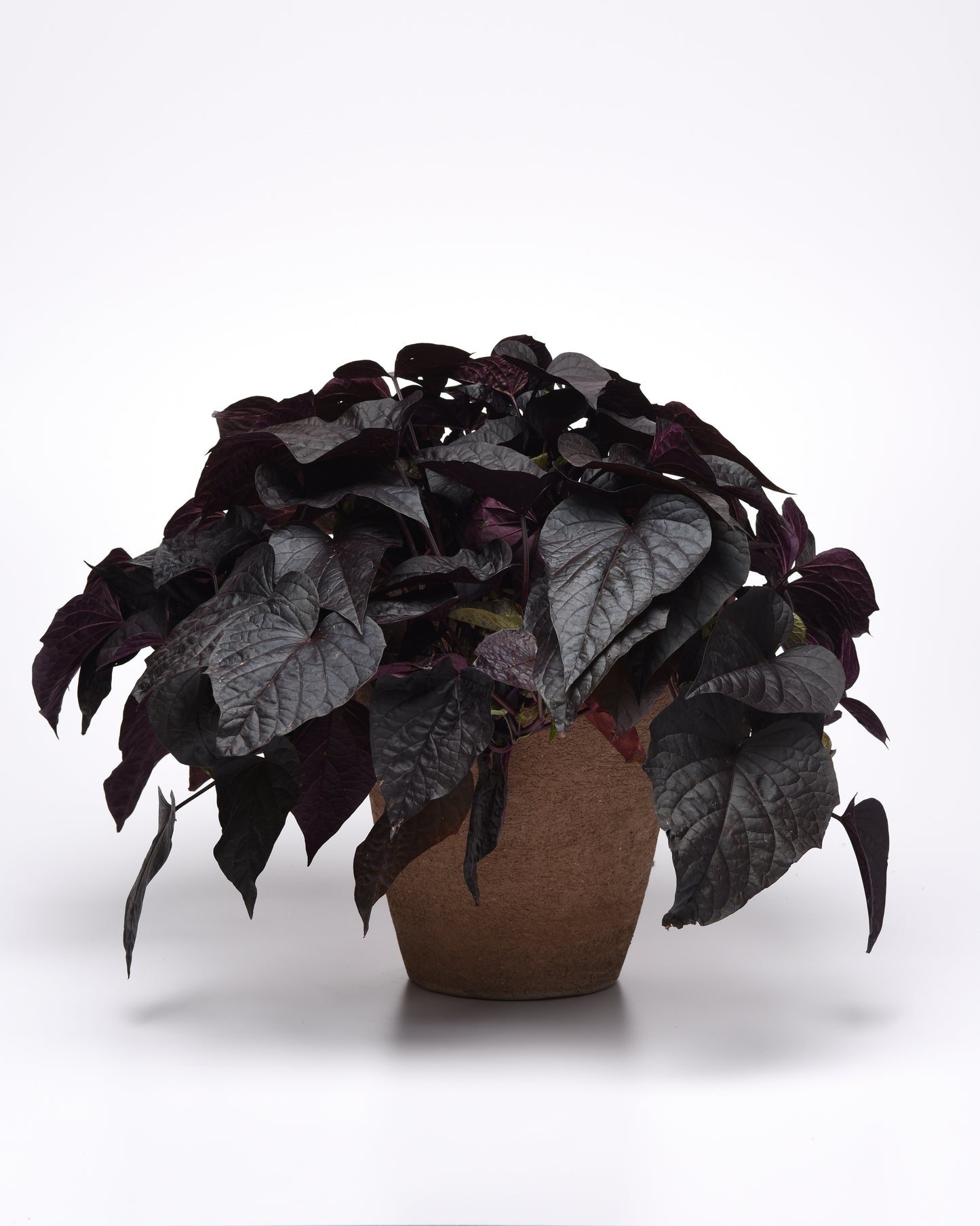 Ipomoea SolarPower™ Black Heart (5" orange pot)
