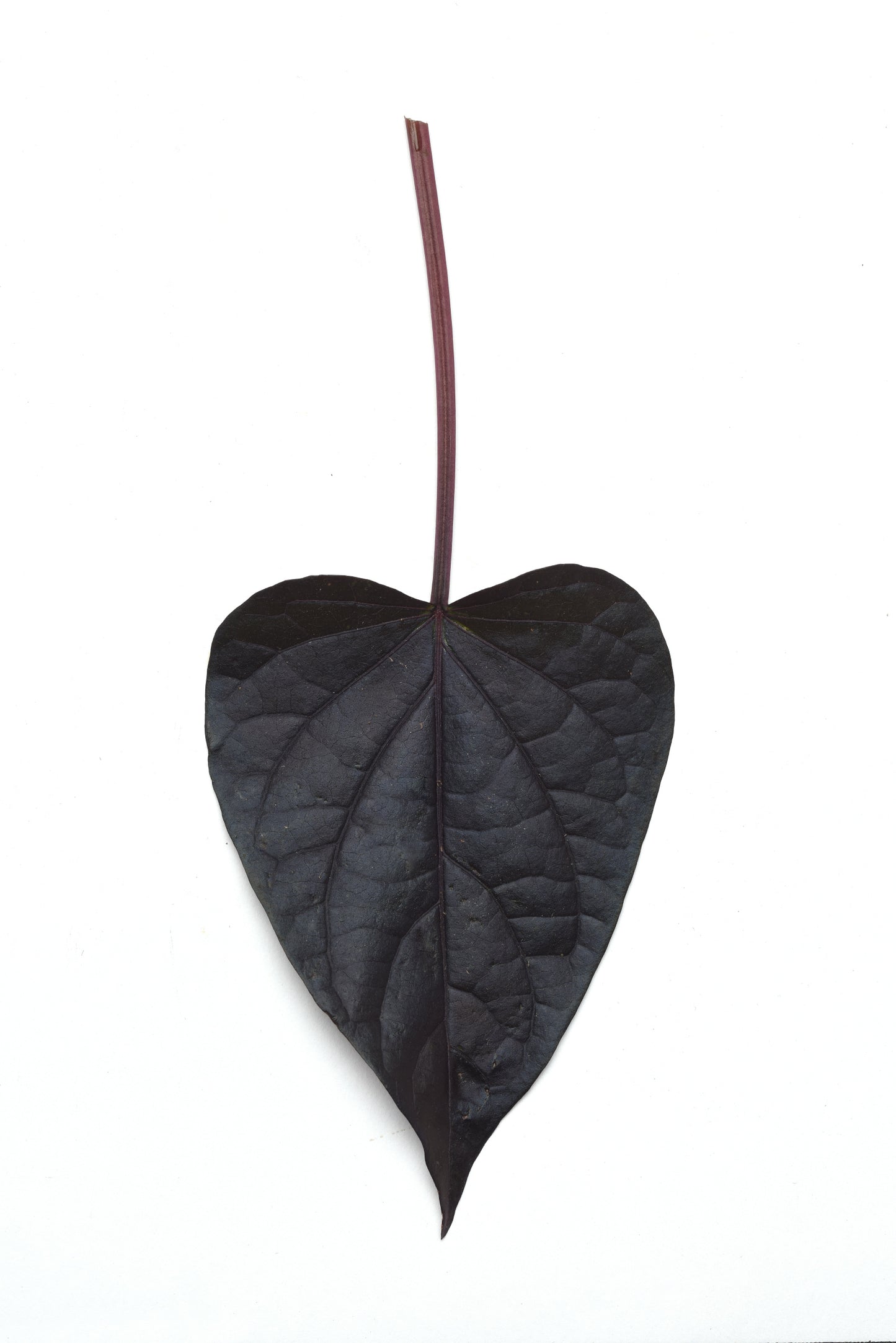Ipomoea SolarPower™ Black Heart (5" orange pot)