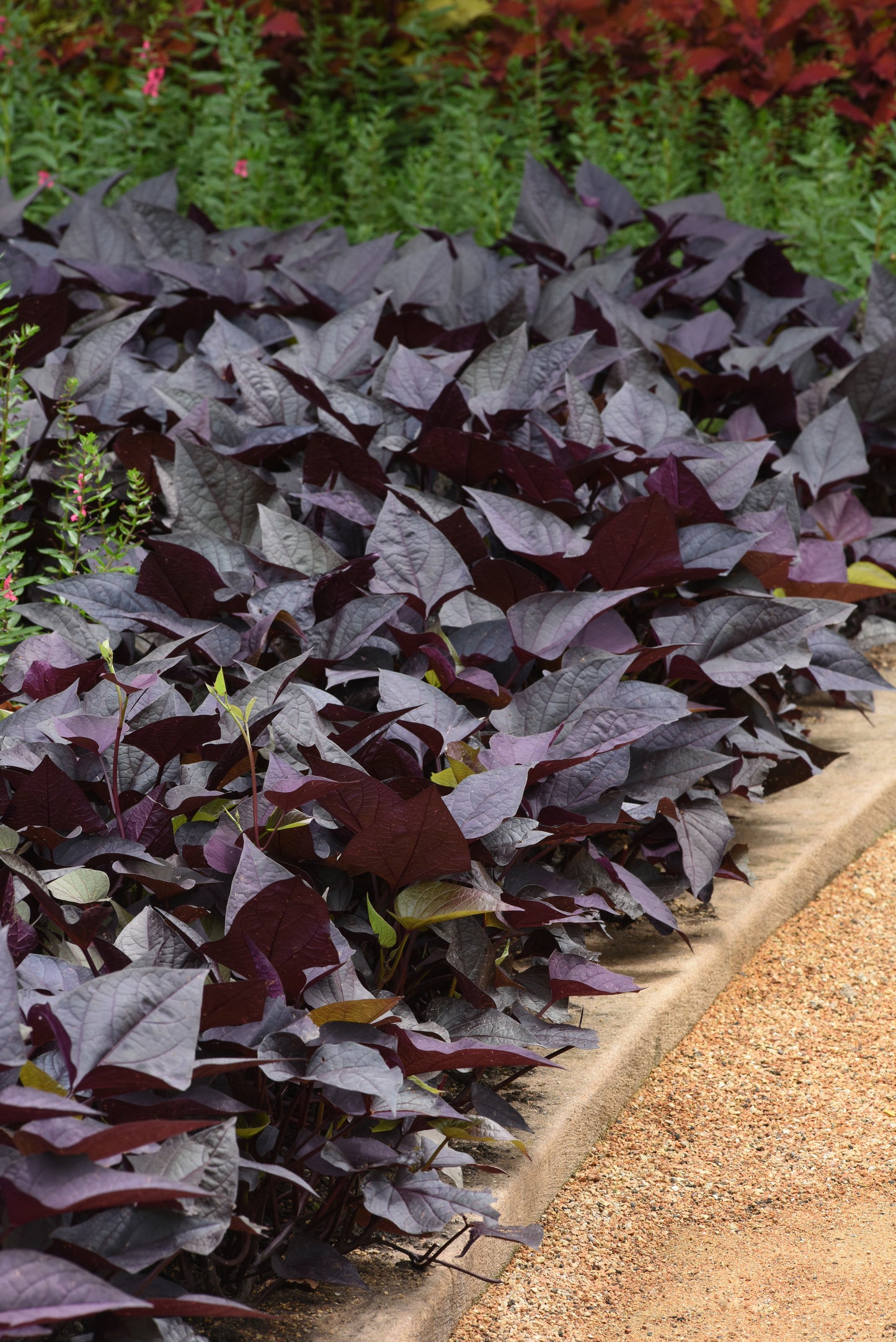 Ipomoea SolarPower™ Black Heart (5" orange pot)