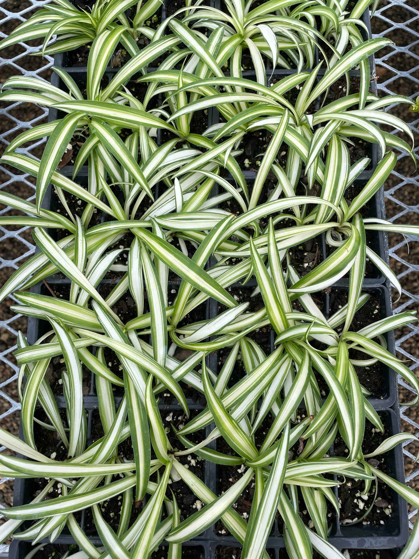 Spider Plant (3.5" square pot)