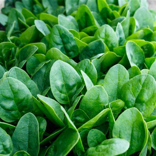 Spinach Banjo (3-pack)