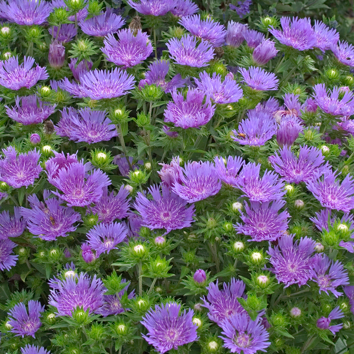 Stokesia (aka Asters) 'Peachie's Pick (6.5" tall pot)