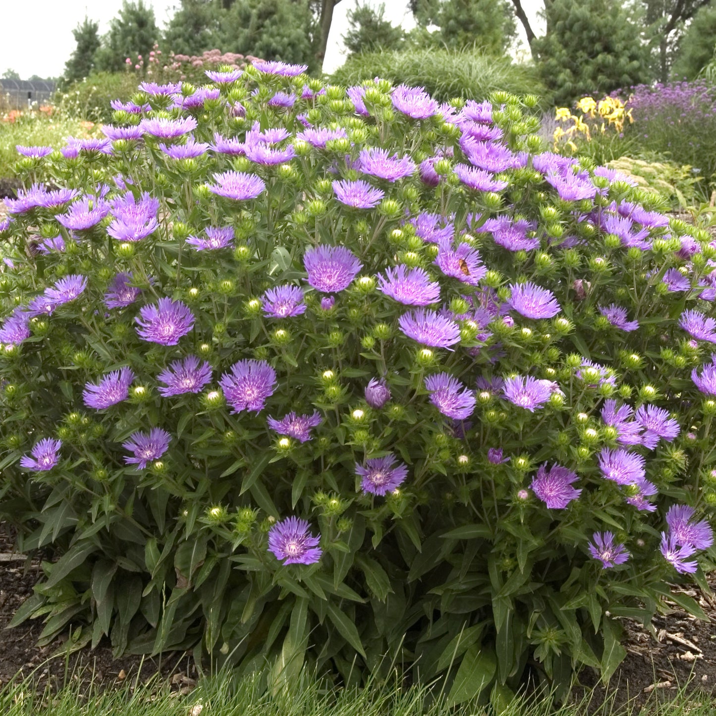 Stokesia (aka Asters) 'Peachie's Pick (6.5" tall pot)