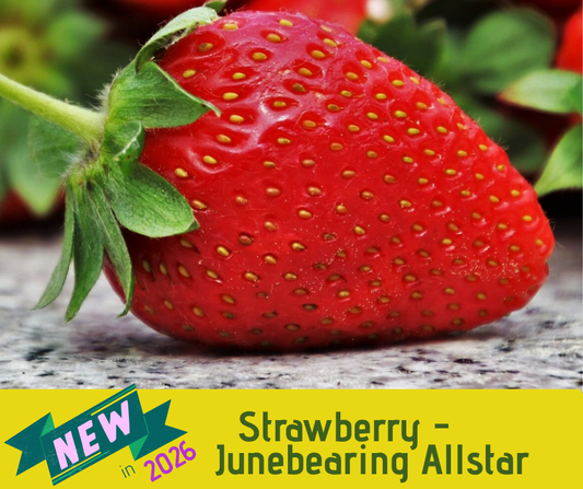 Strawberry - Junebearing Allstar (3.5" pot)