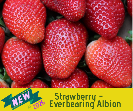 Strawberry - Everbearing Albion (3.5" pot)