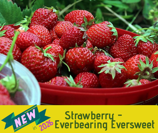 Strawberry - Everbearing Eversweet (3.5" pot)