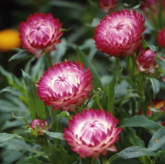 Bracteantha (Strawflower) Rose (5" orange pot)