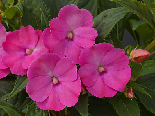 Sunpatiens Lilac (5" orange pot)