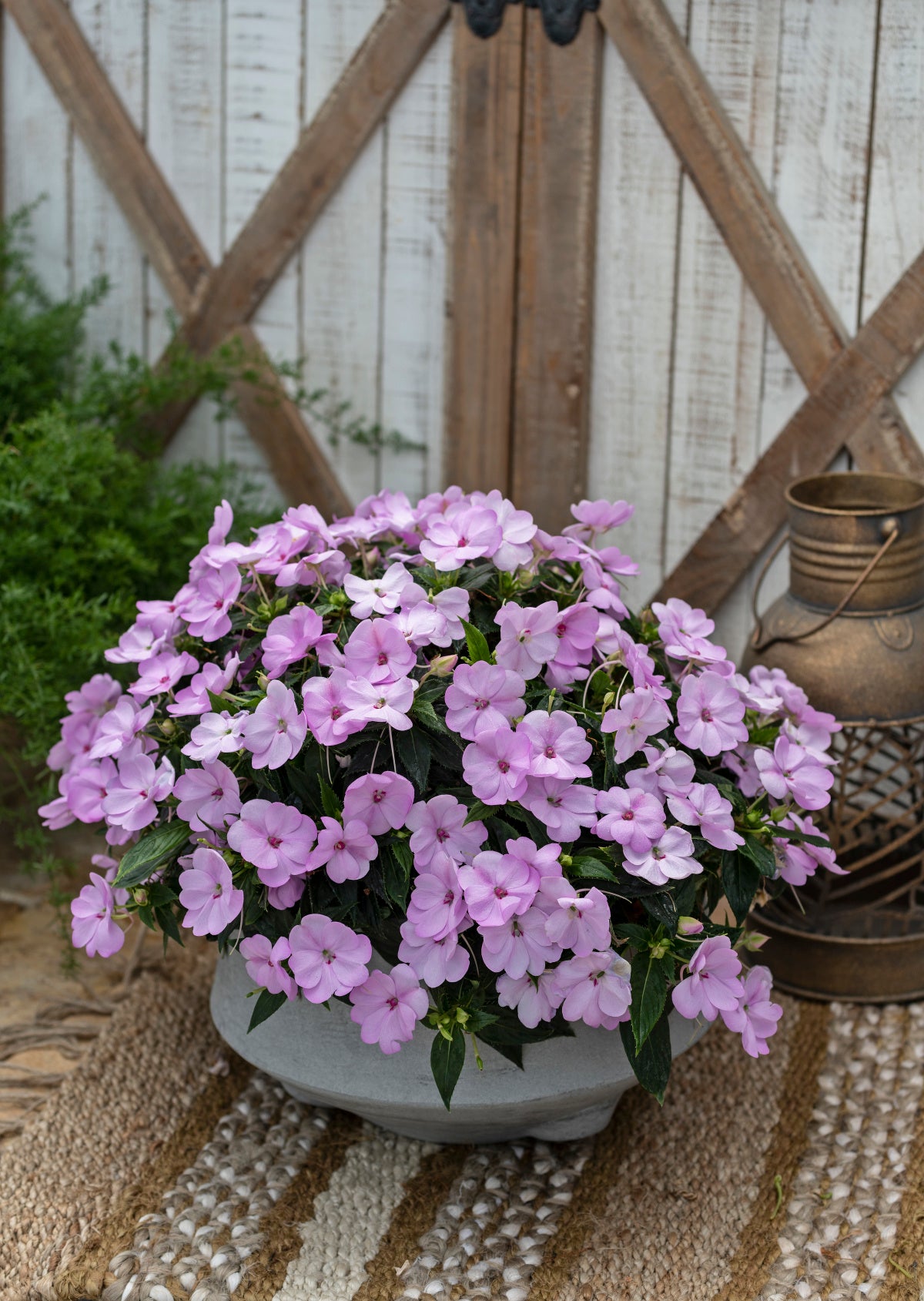 Sunpatiens Orchid Blush (5" orange pot)