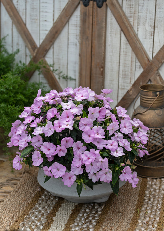 Sunpatiens Orchid Blush (5" orange pot)