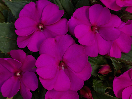 Sunpatiens Purple (5" orange pot)