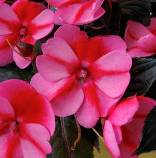 Sunpatiens Red Candy (5" orange pot)