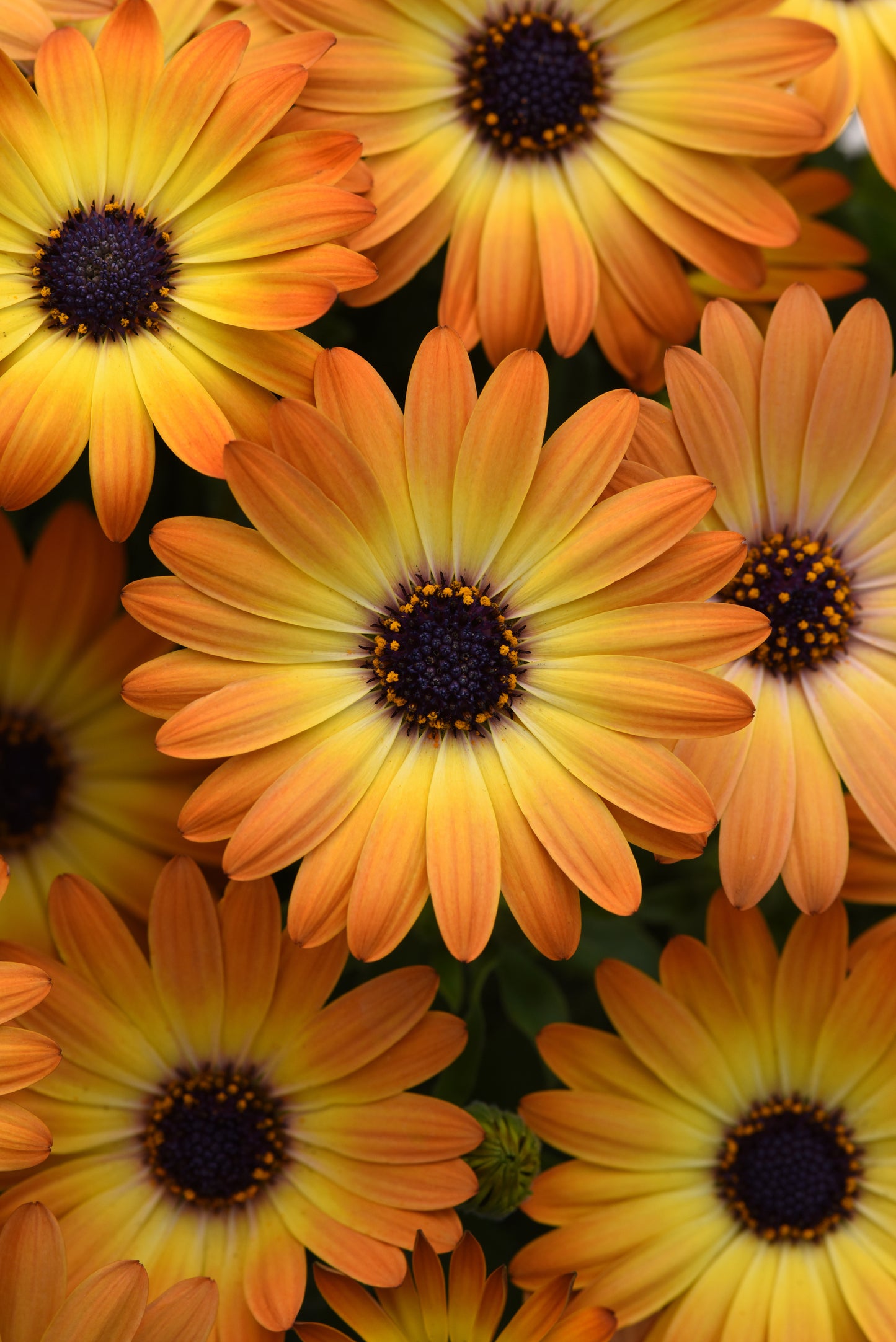 Osteospermum Sunshine Beauty (5" pot)