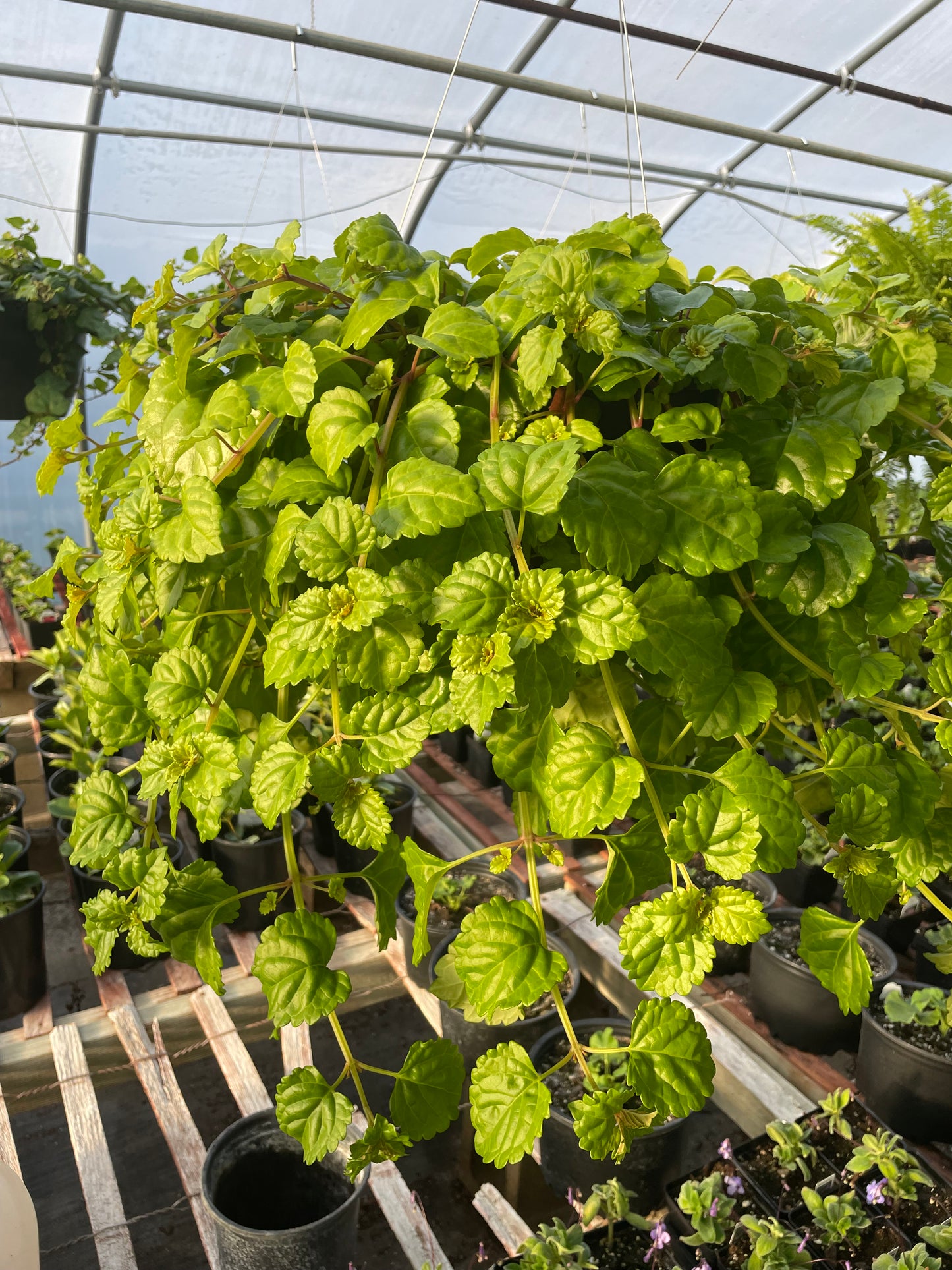 Swedish Ivy (3.5" square pot)