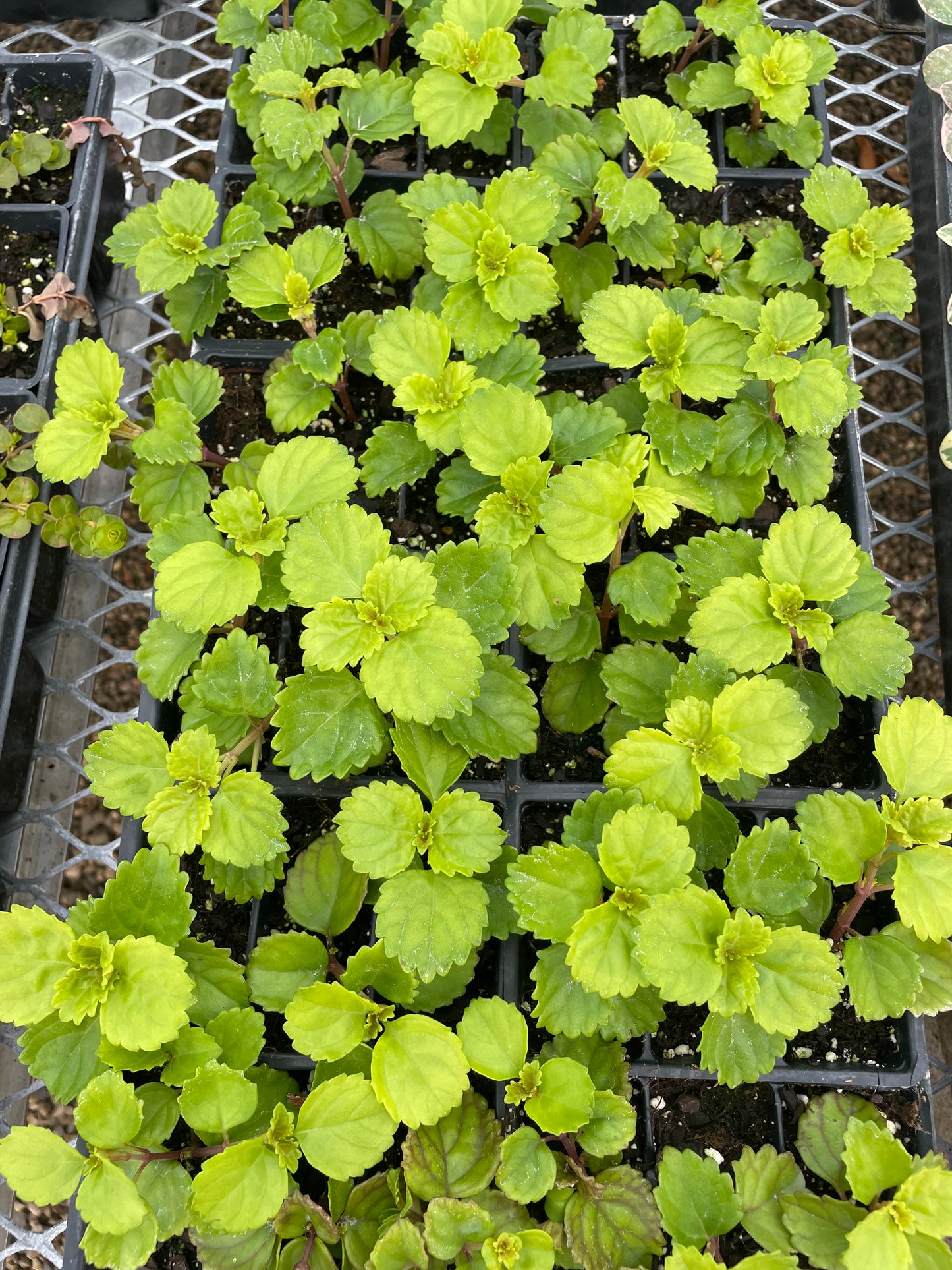Swedish Ivy (3.5" square pot)