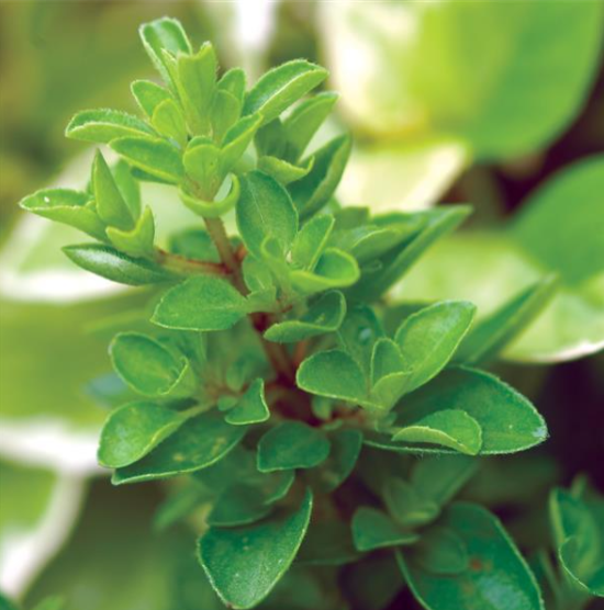 Herb Sweet Marjoram (3.5" pot)