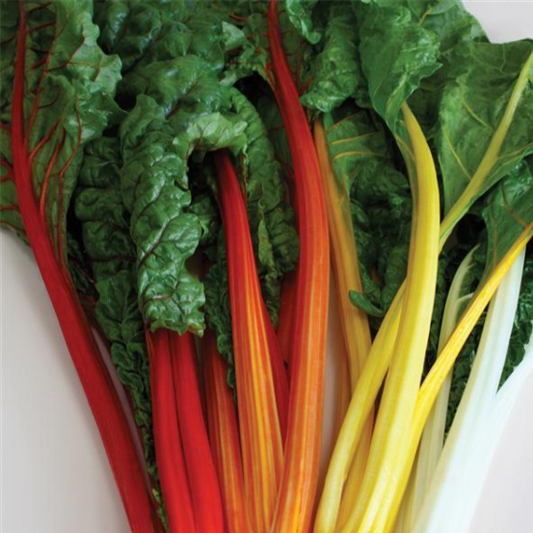 Swiss Chard (3-pack)