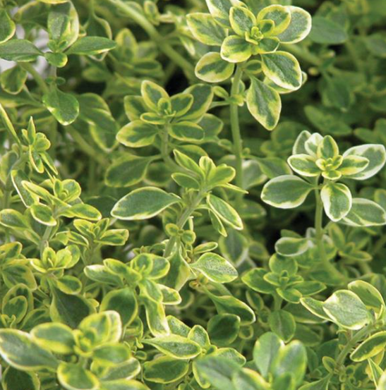 Herb Lemon Thyme (3.5" pot)