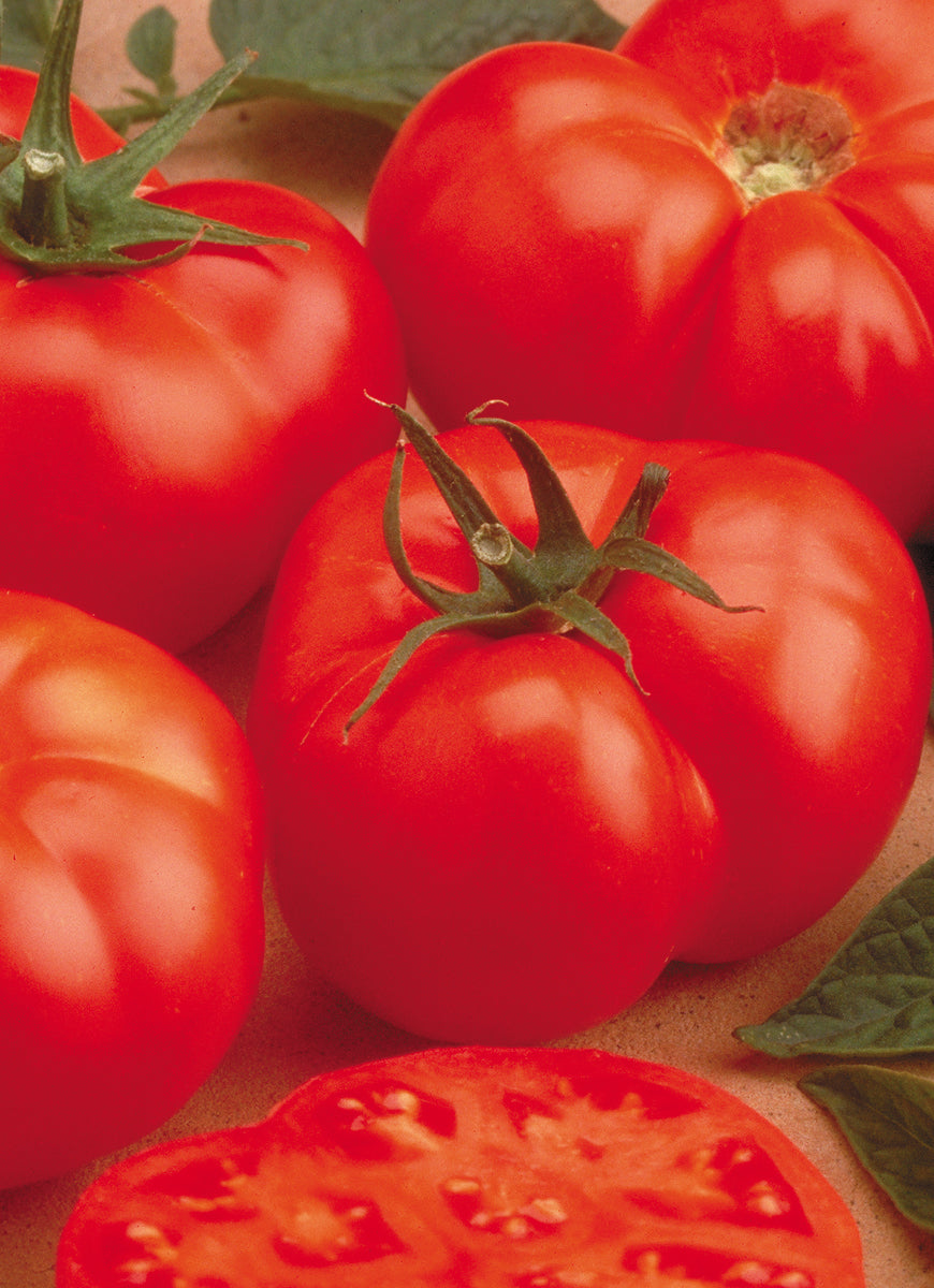 Tomato Beefmaster (3.5" pot)