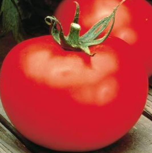 Tomato Better Boy VFN (6" pot)