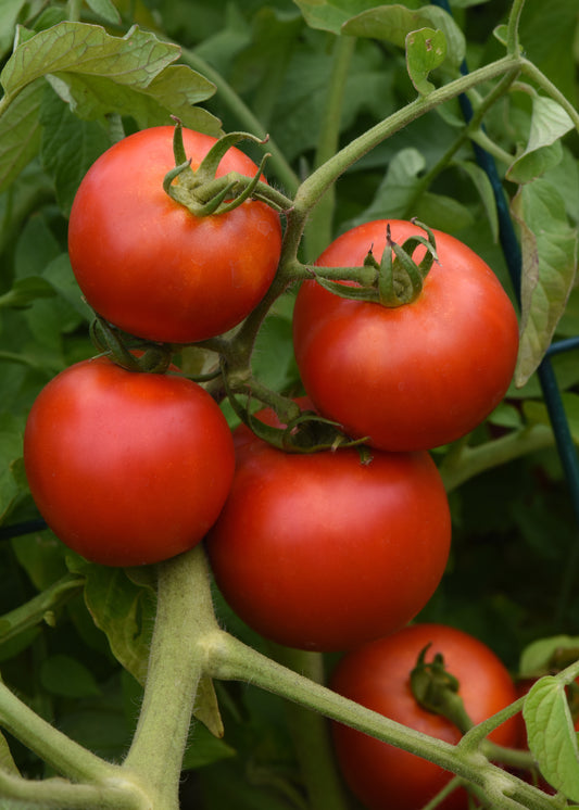 Tomato Early Girl (6" pot)