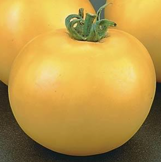 Tomato Lemon Boy (6" pot)