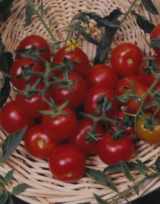 Tomato Red Cherry Large (6" pot)