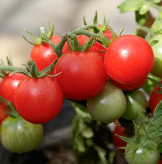 Tomato Red Robin (6" pot)