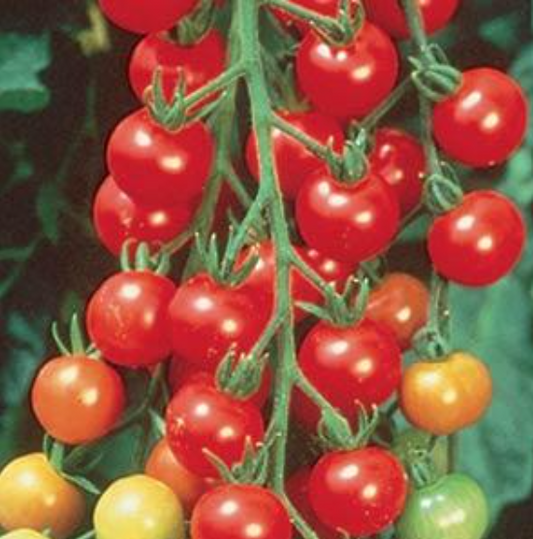 Tomato Sweet 100 (6" pot)
