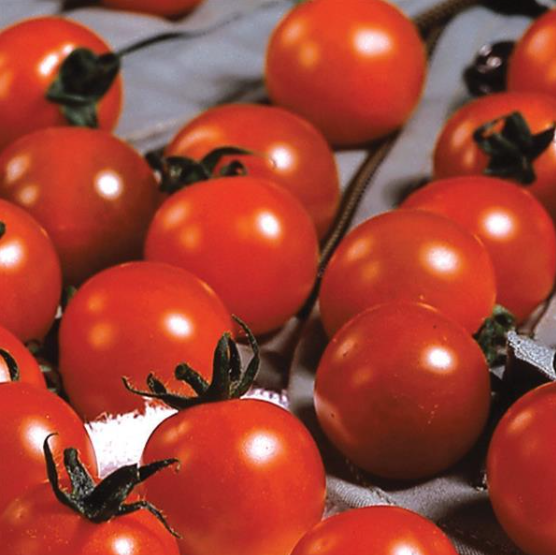 Tomato Sweet Million (3-pack)