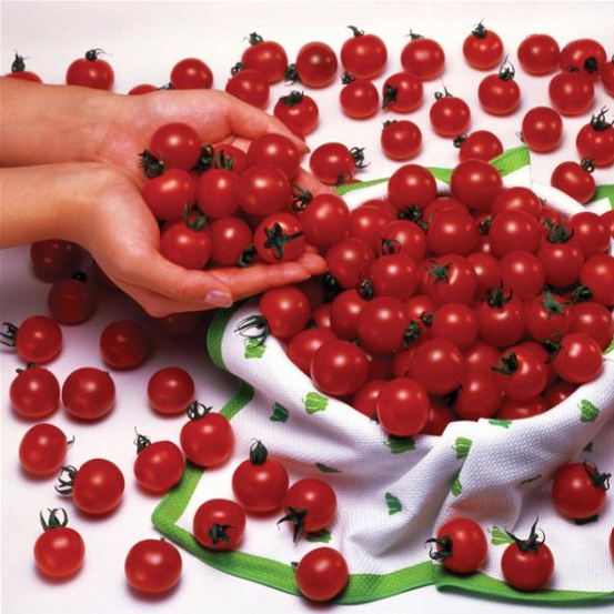 Tomato Sweet Million (3-pack)