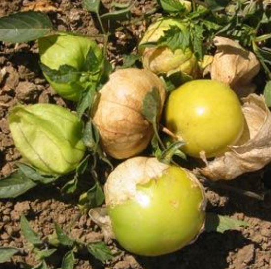 Tomato Tomatillo (3.5" pot)