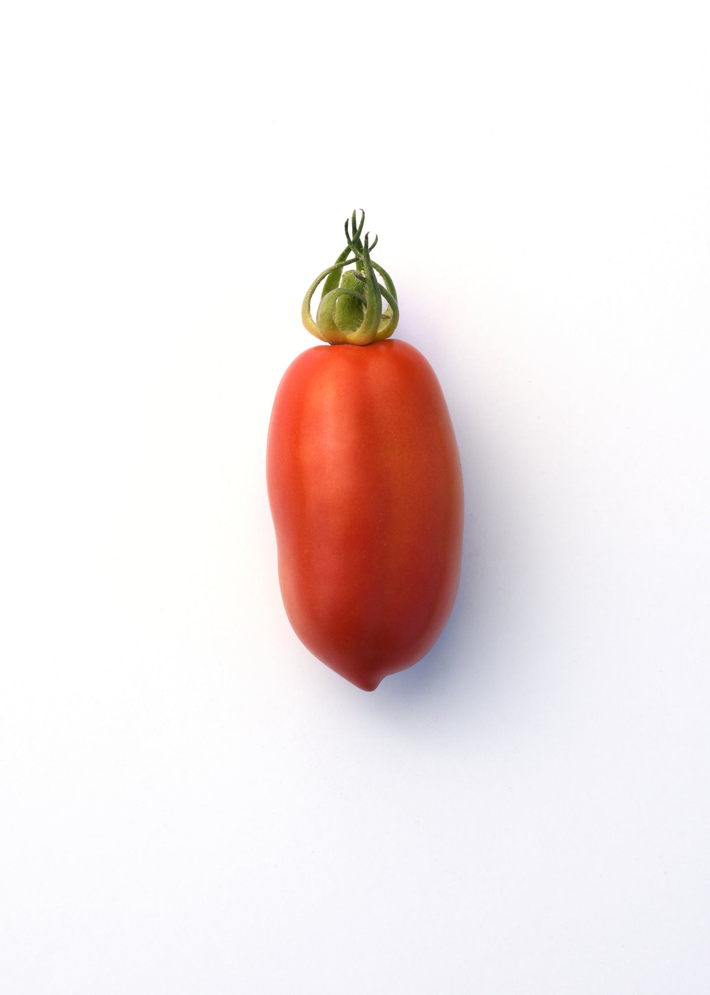 Tomato San Marzano (3.5" pot)