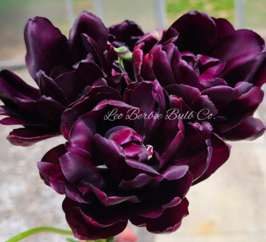 Tulip Bulb - "Black Hero"