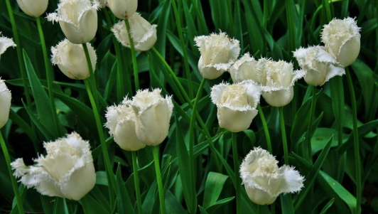Tulip Bulb - "Daytona"