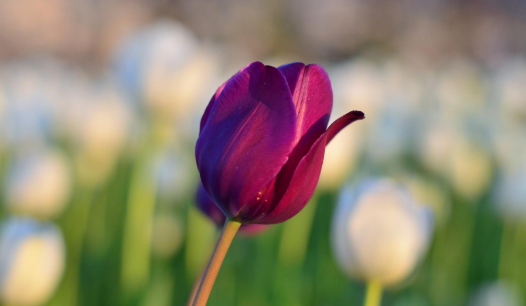 Tulip Bulb - "Night Club"