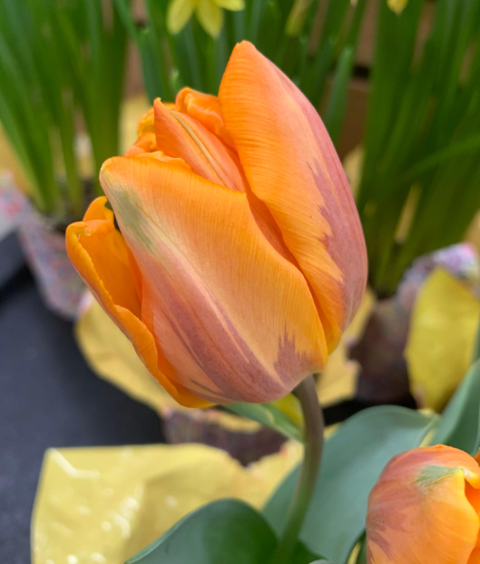 Tulip Bulb - "Princess Irene"