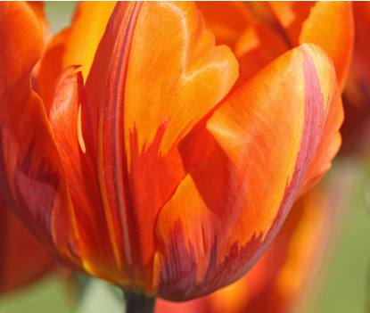 Tulip Bulb - "Princess Irene"