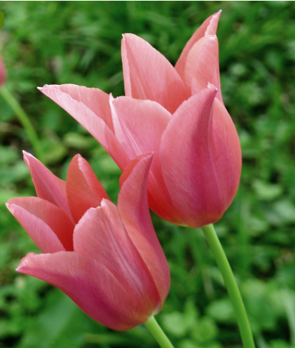 Tulip Bulb - "Toronto"