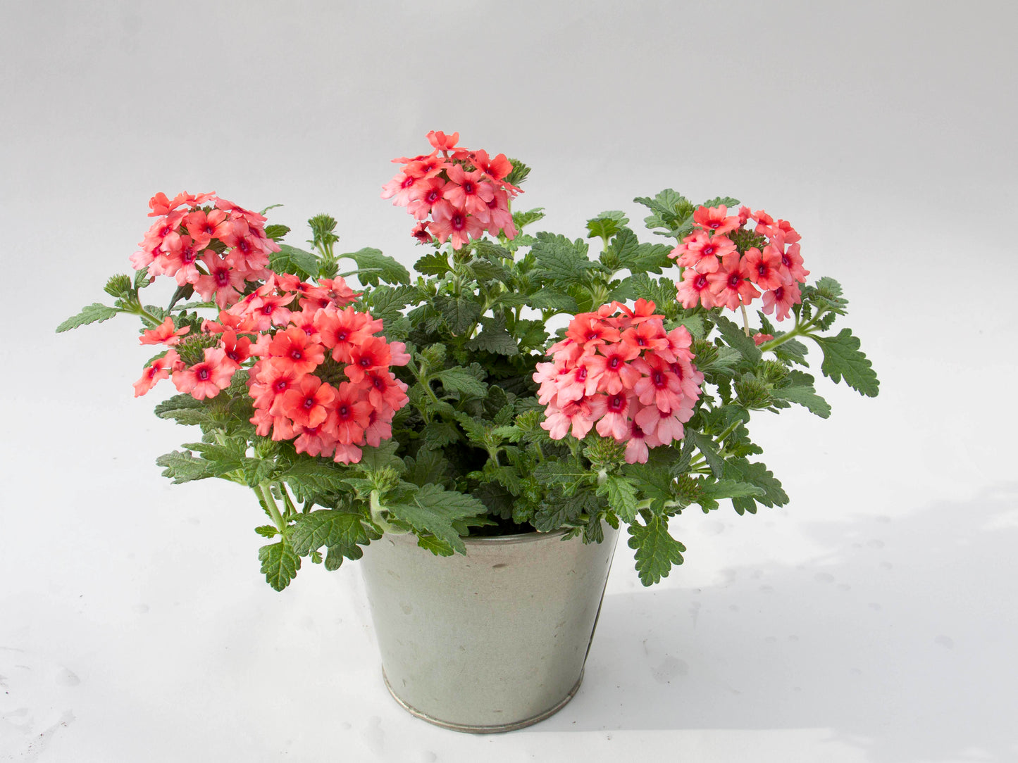 Verbena Lascar™ Mango Orange (5" pot)