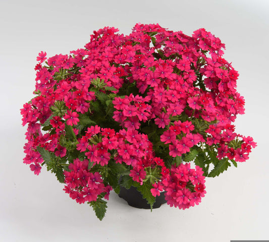 Verbena Vanessa Compact Neon Pink (5" pot)