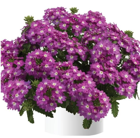 Verbena Vanessa Compact Violet (5" pot)