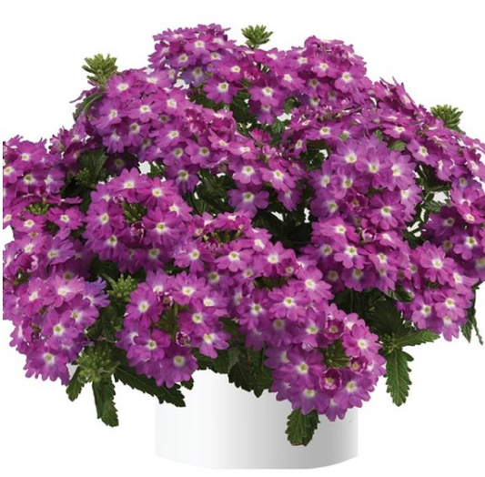 Verbena Vanessa Compact Violet (5" pot)