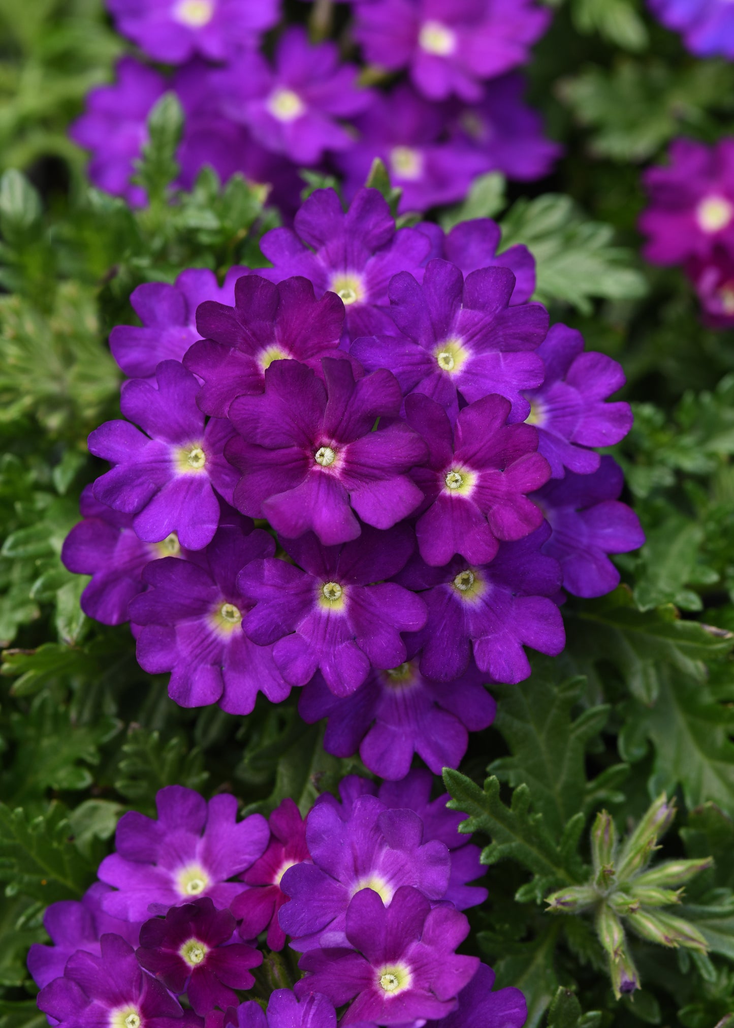 Verbena Blue (3-pack)