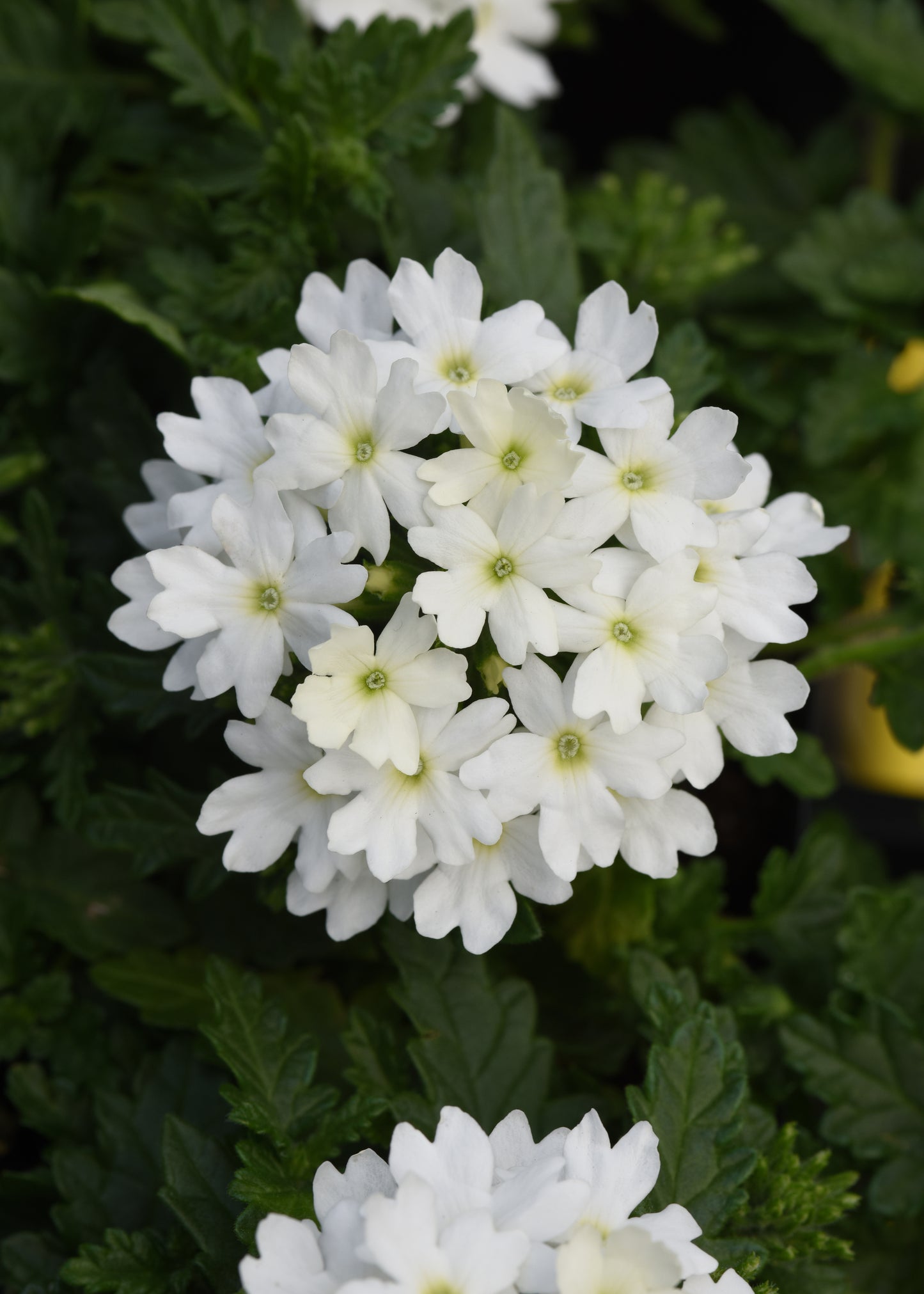Verbena White (3-pack)