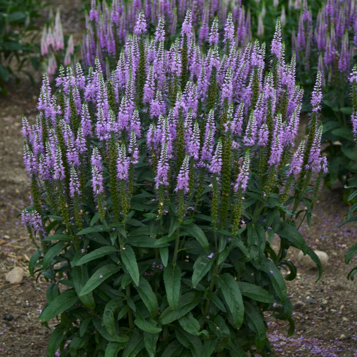 Veronica "Lavender Lightsaber" (6.5" tall pot)