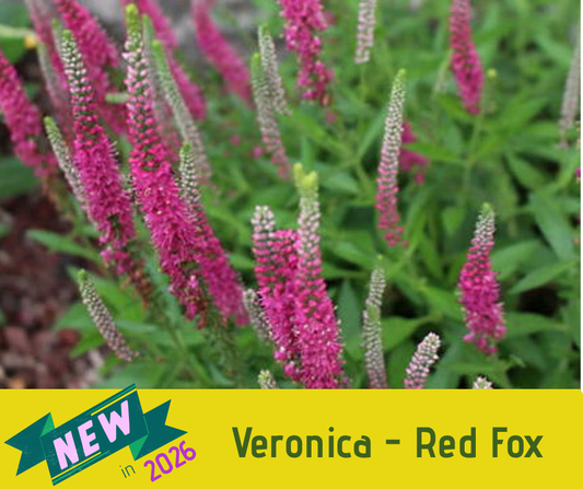 Veronica - Red Fox